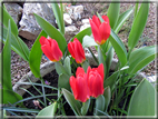 foto Tulipani